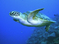   Turtle Coral Sea. Sea  